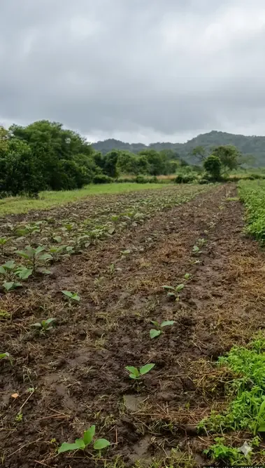 Foto 4 de 1 Hectárea en Venta en Tarumá – El Torno