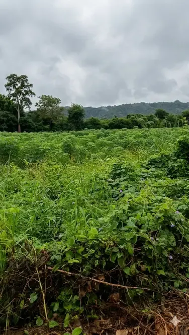 Foto 6 de 1 Hectárea en Venta en Tarumá – El Torno