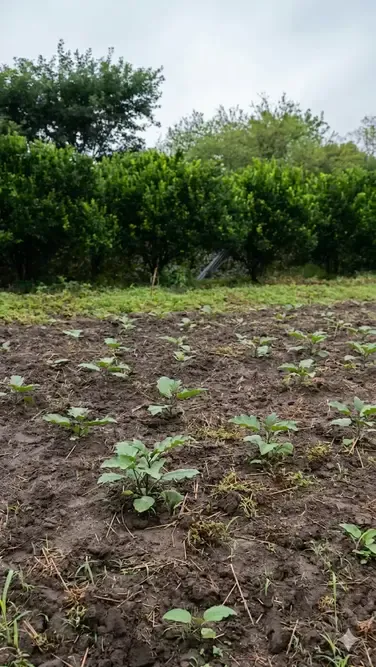Foto 3 de 1 Hectárea en Venta en Tarumá – El Torno