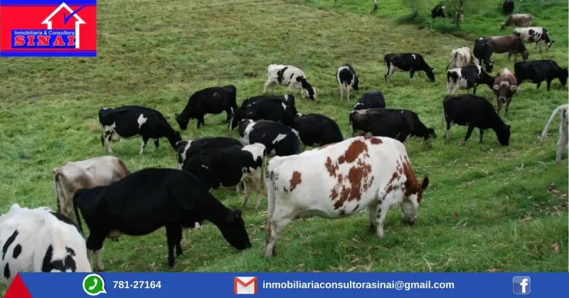 Foto 6 de Propiedad Agricola en Oferta..