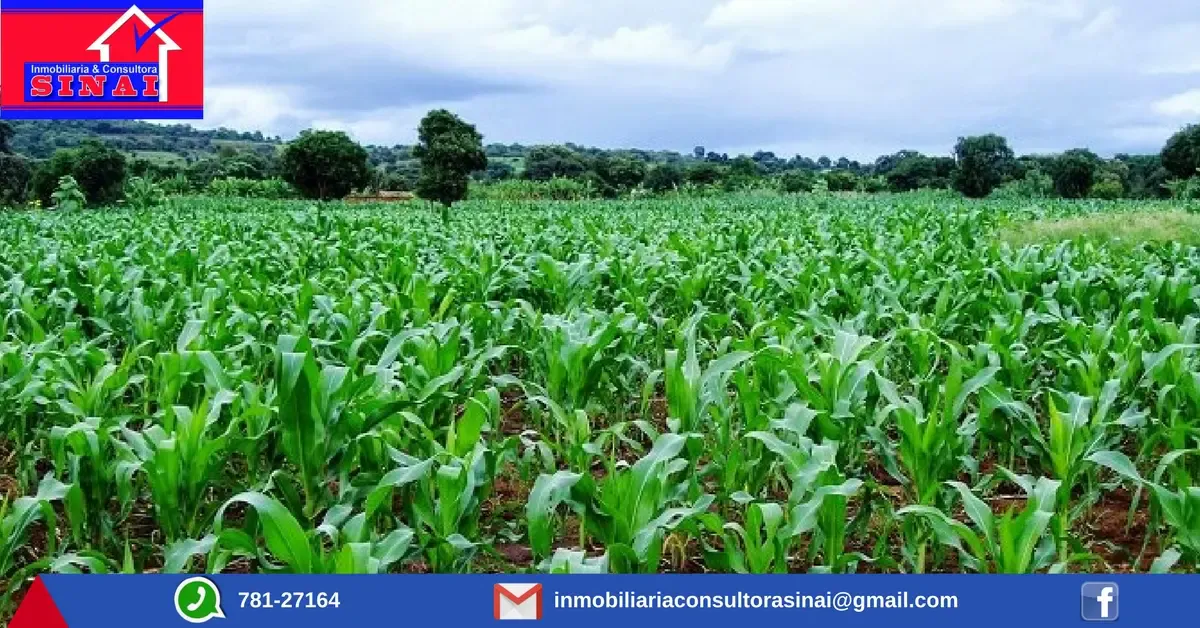 Foto 5 de Propiedad Agricola en Oferta..