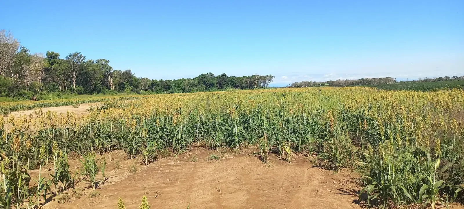 Foto 4 de En Venta | Propiedad Agroganadera En Brecha 5