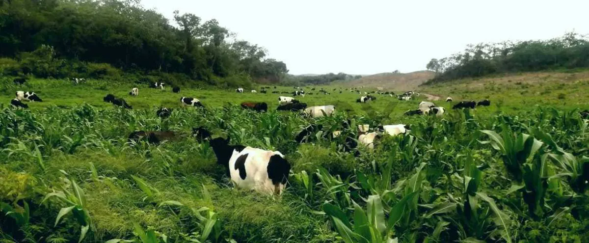 Foto 4 de Propiedad Agricola Ganadera en Venta