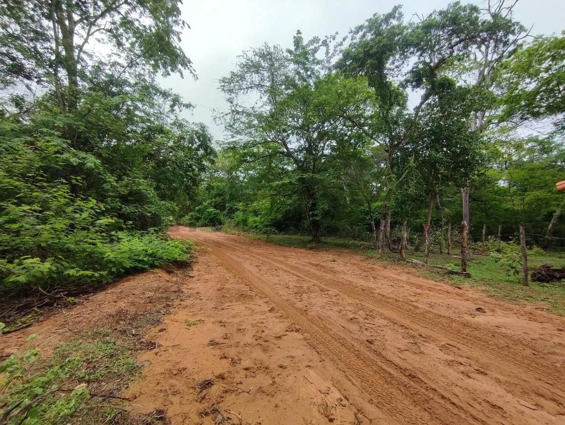 Foto 5 de Propiedad para Ganadería en Venta en Limoncito - Roboré