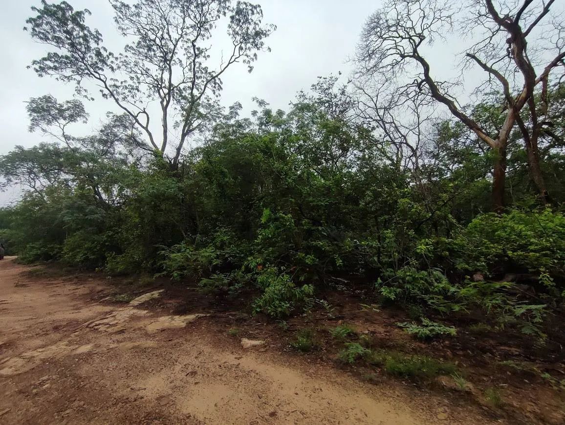 Foto 3 de Propiedad para Ganadería en Venta en Limoncito - Roboré