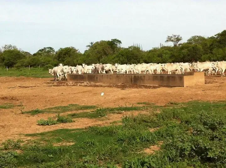 Foto 6 de Propiedad 3000 y 2800 Hectareas colindantes Agricolas ganaderas