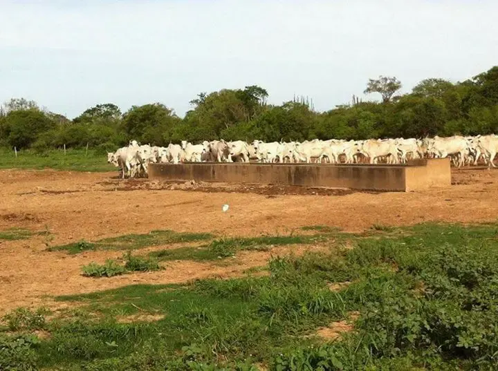 Foto 6 de Propiedad 3000 y 2800 Hectareas colindantes Agricolas ganaderas
