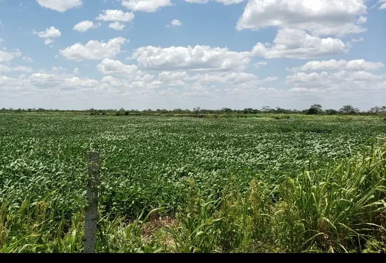 Foto 3 de Propiedad 3000 y 2800 Hectareas colindantes Agricolas ganaderas