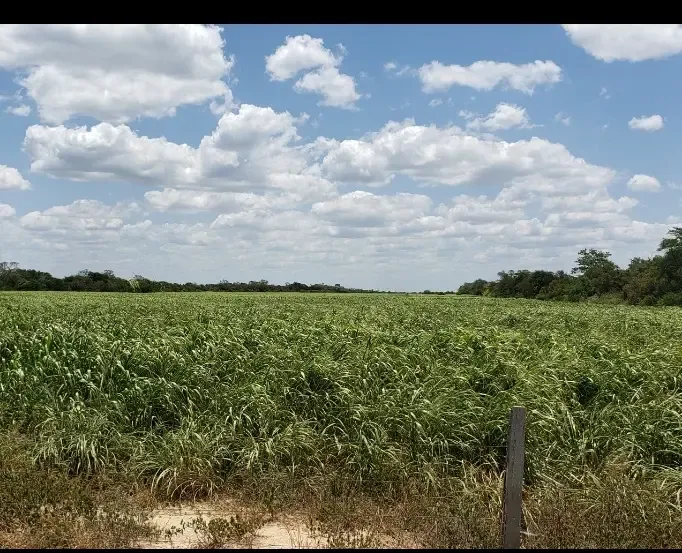 Foto 5 de Propiedad 3000 y 2800 Hectareas colindantes Agricolas ganaderas