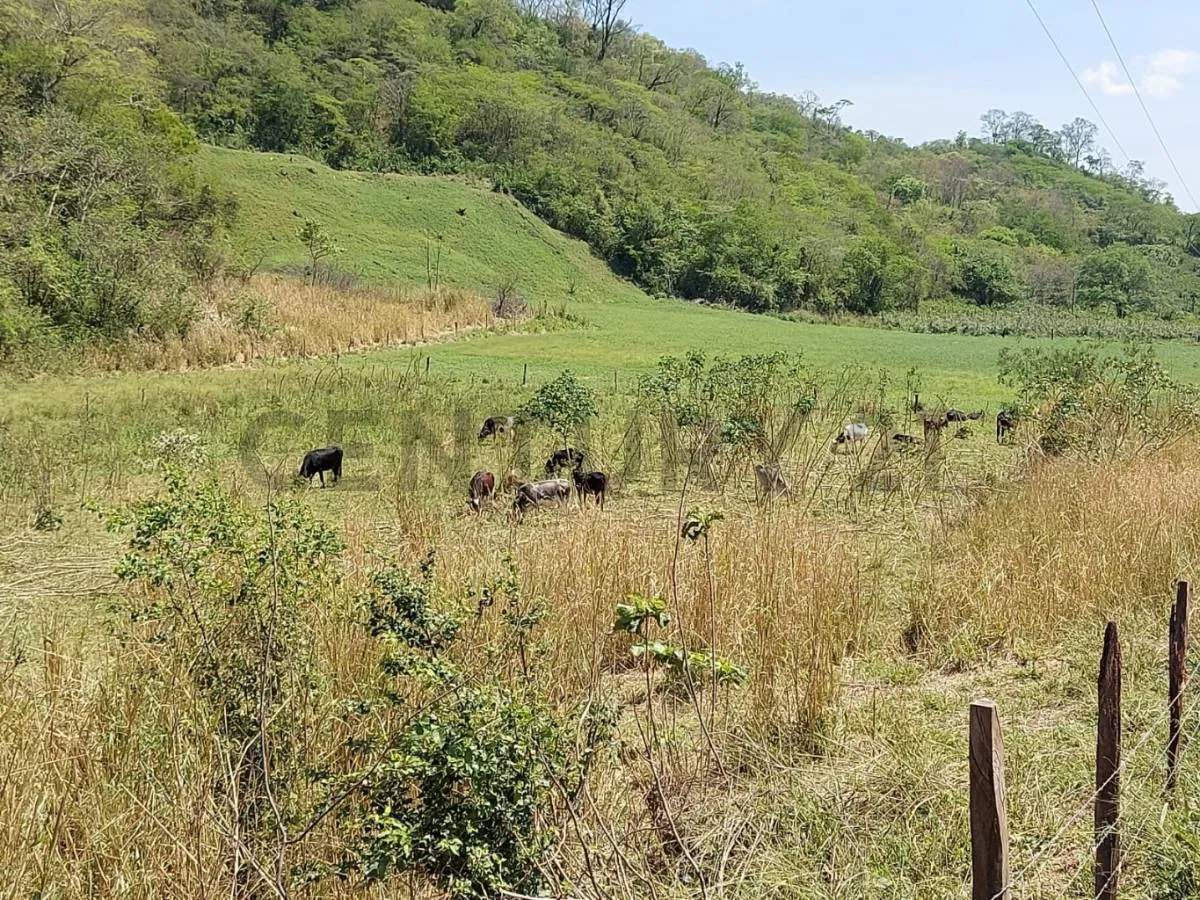 Foto 2 de Propiedad agropecuaria