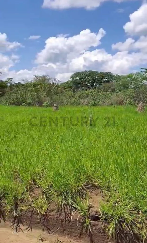 Foto 3 de Terreno en Venta en Urbanización Ciudad Productiva - Colonia Japonesa San Juan
