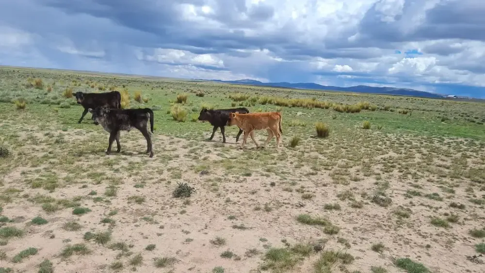 Foto 5 de Gran propiedad agrícola y ganadera de 416 hectáreas en Viacha, Provincia Ingavi
