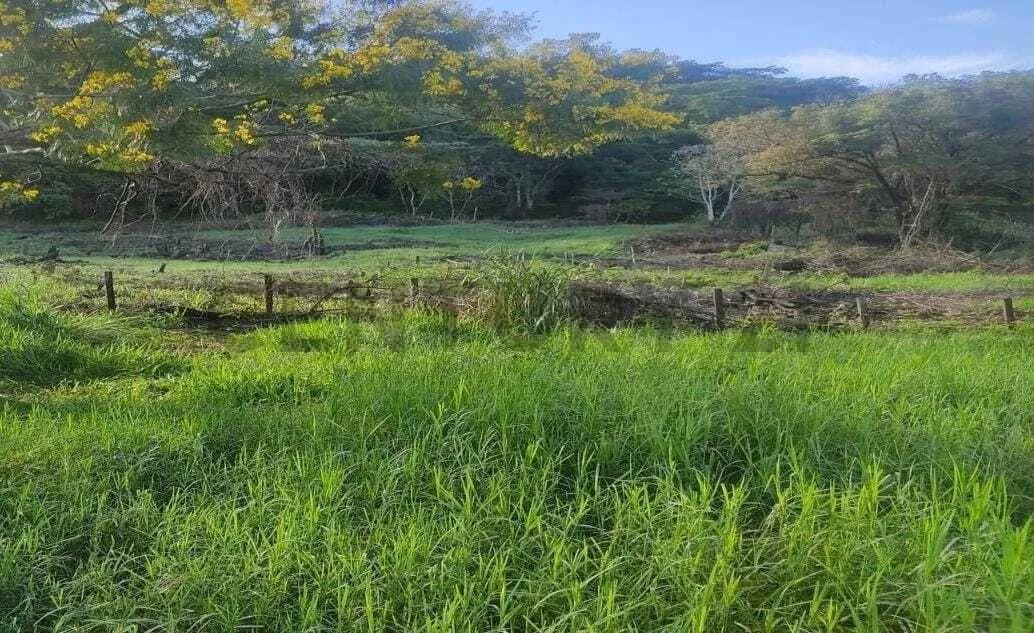 Foto 3 de Sobre Carretera Terreno en Venta – Limoncito | Km 37