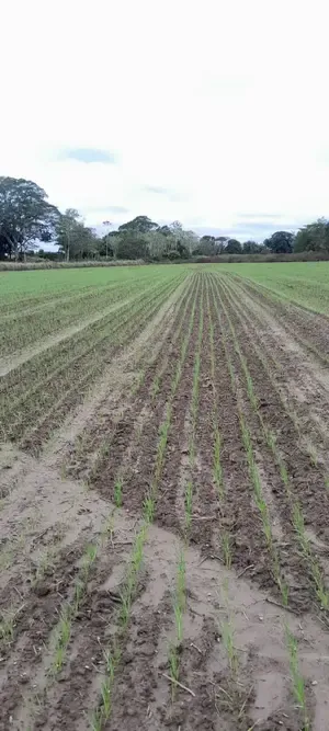 Foto 1 de Propiedad Agrícola Productiva de 86 Hectáreas en Venta – San Juan, Ichilo