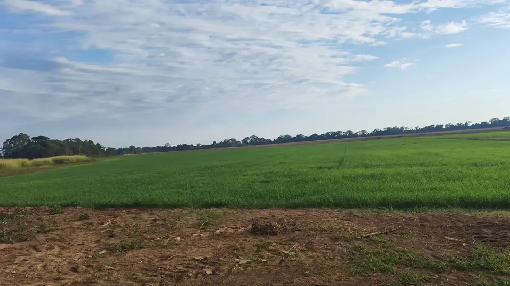 Foto 5 de Propiedad Agrícola Productiva de 86 Hectáreas en Venta – San Juan, Ichilo