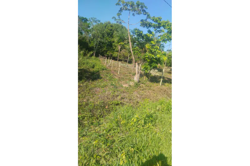 Foto 15 de 🌟 3.900 M² de Terreno Productivos y Frutales