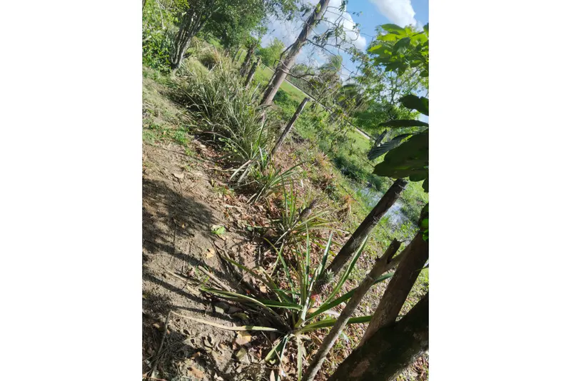 Foto 13 de 🌟 3.900 M² de Terreno Productivos y Frutales
