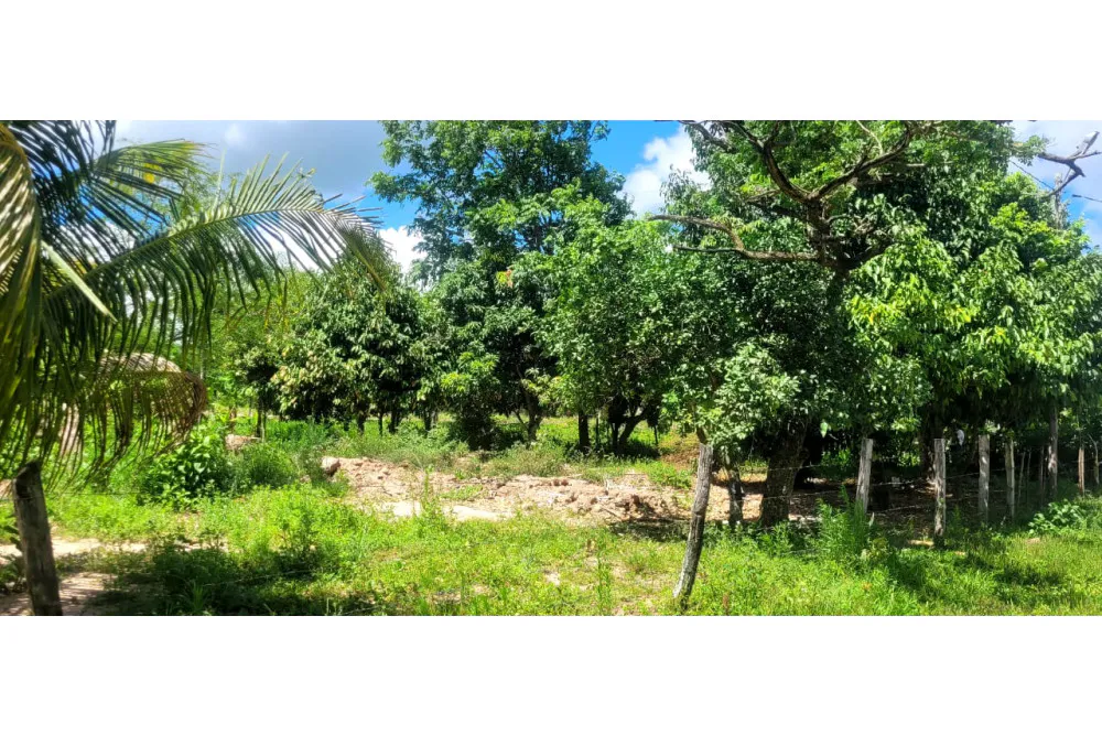 Foto 3 de 🌟 3.900 M² de Terreno Productivos y Frutales