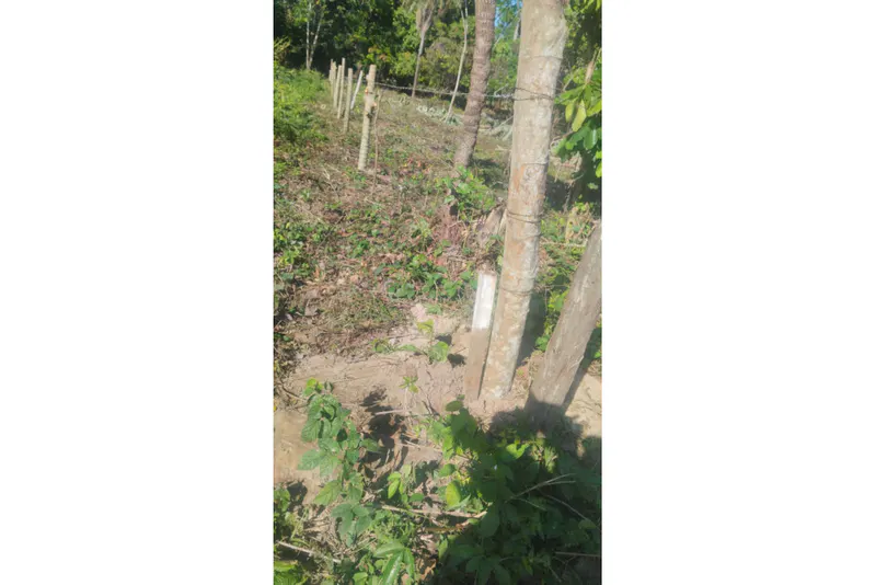 Foto 10 de 🌟 3.900 M² de Terreno Productivos y Frutales