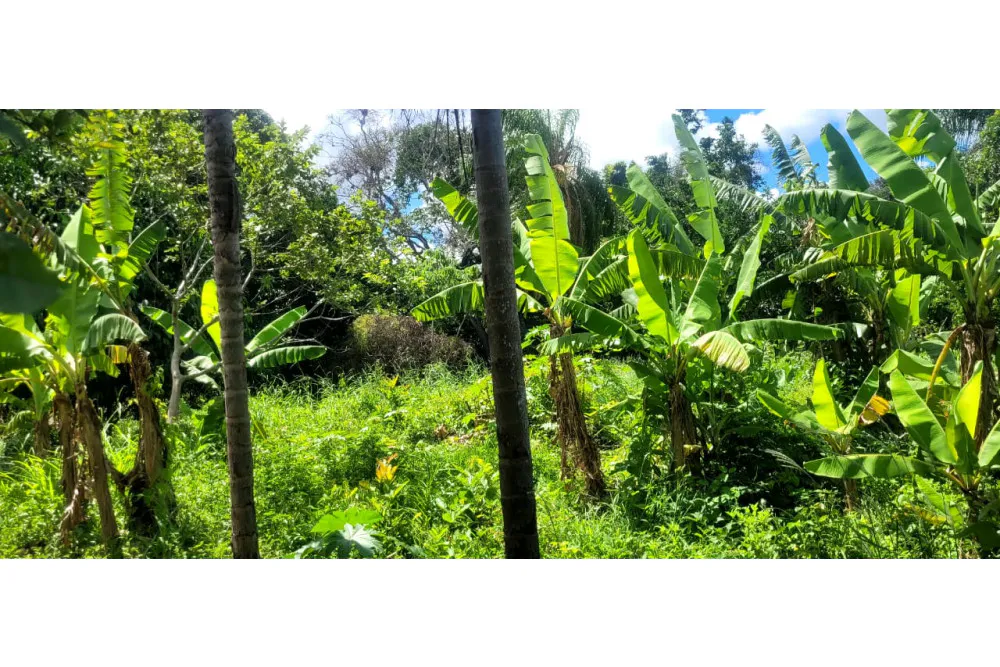Foto 2 de 🌟 3.900 M² de Terreno Productivos y Frutales