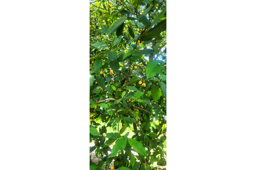 Foto 6 de 🌟 3.900 M² de Terreno Productivos y Frutales