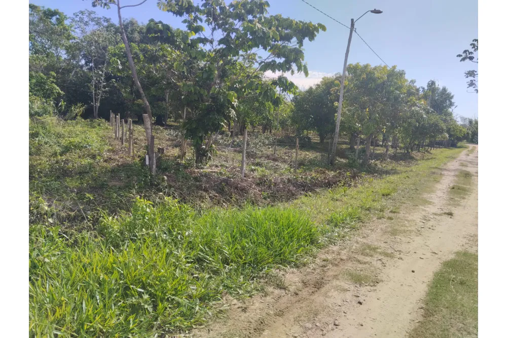 Foto 11 de 🌟 3.900 M² de Terreno Productivos y Frutales