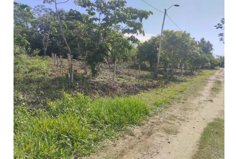 Foto 11 de 🌟 3.900 M² de Terreno Productivos y Frutales