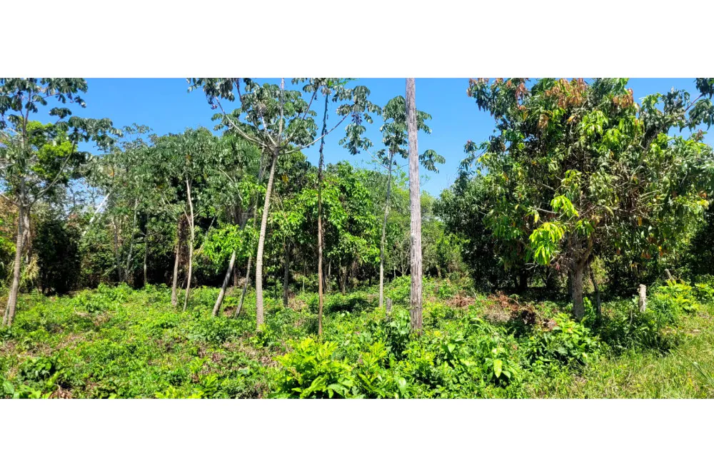 Foto 17 de 🌟 3.900 M² de Terreno Productivos y Frutales