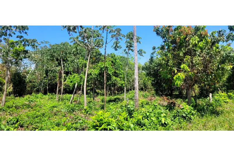 Foto 17 de 🌟 3.900 M² de Terreno Productivos y Frutales
