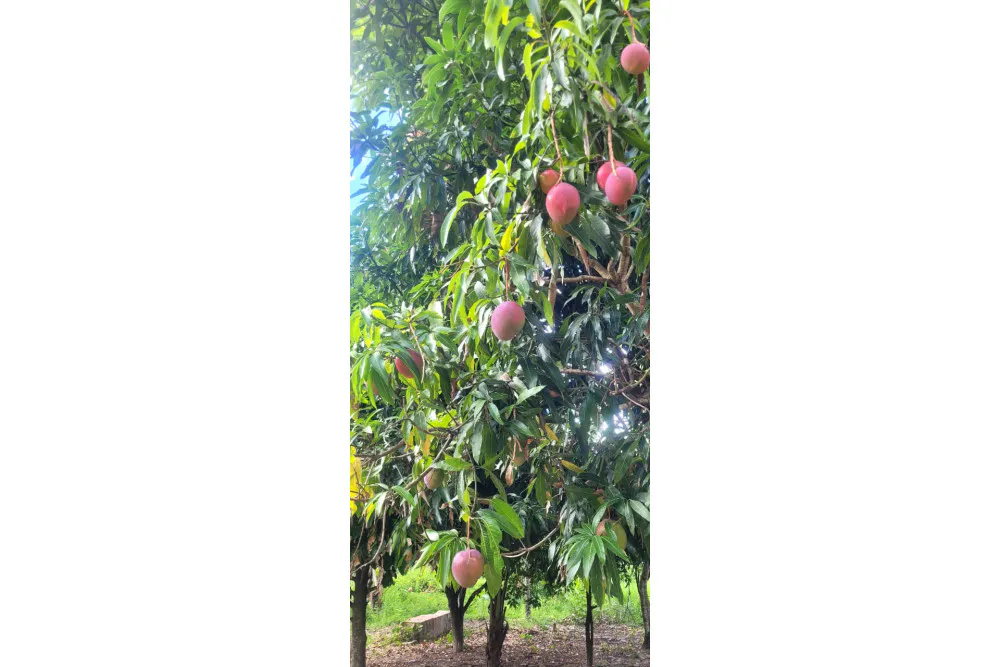 Foto 5 de 🌟 3.900 M² de Terreno Productivos y Frutales