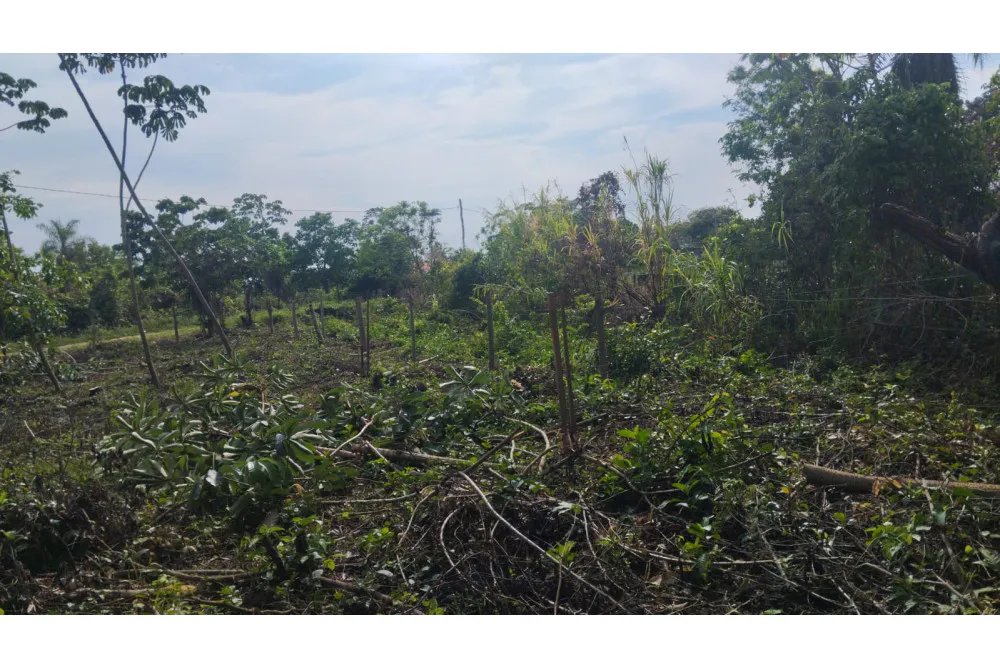 Foto 12 de 🌟 3.900 M² de Terreno Productivos y Frutales