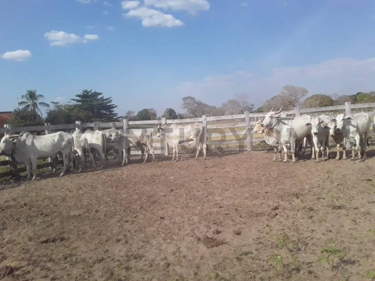 Foto 6 de Propiedad Ganadera en Venta Mojon San Matias