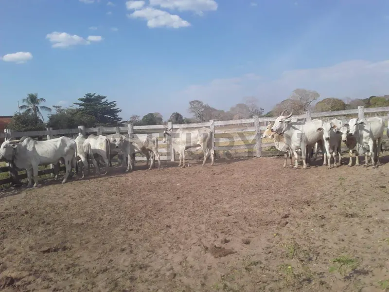 Foto 6 de Propiedad Ganadera en Venta Mojon San Matias