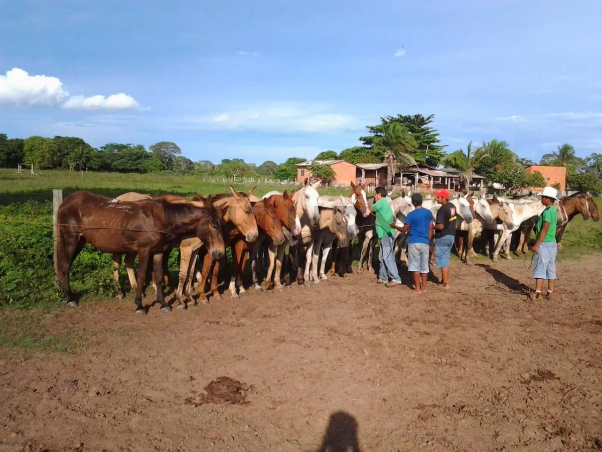 Foto 10 de Propiedad Ganadera en Venta Mojon San Matias