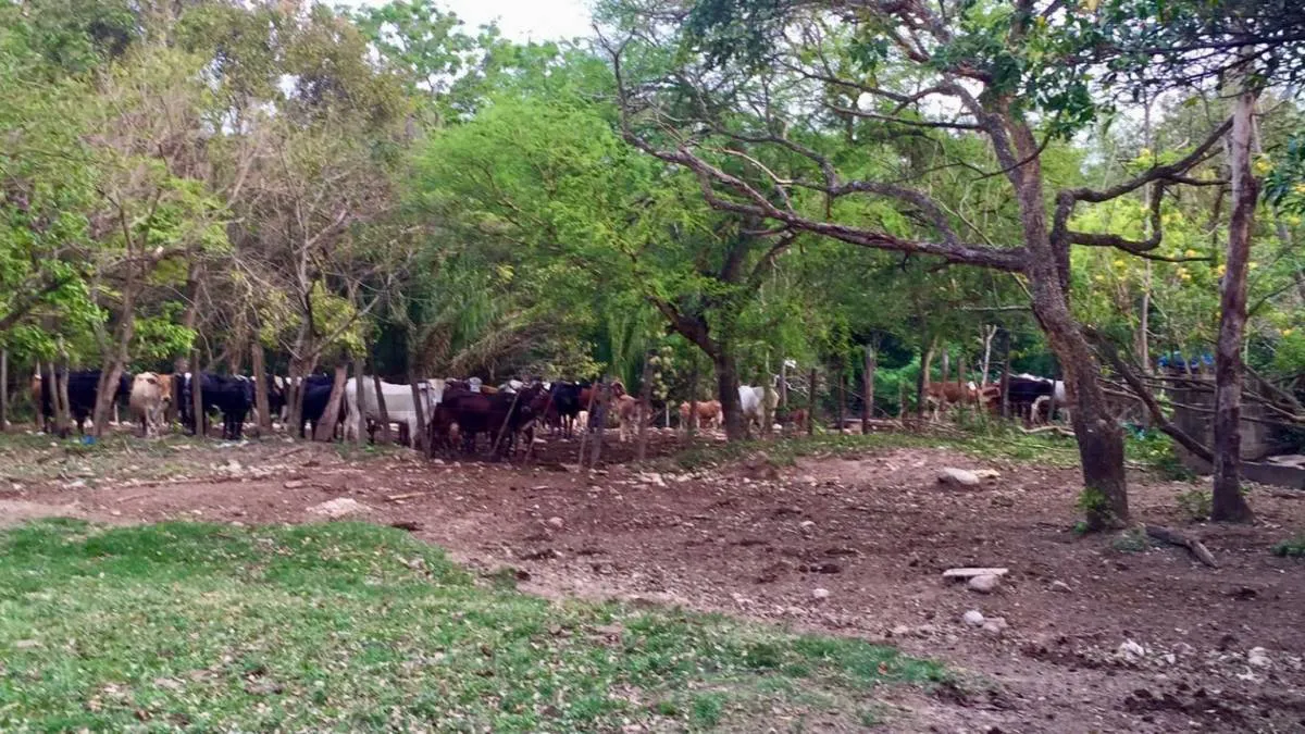 Foto 4 de Pequeña Propiedad Agricola-Ganadera