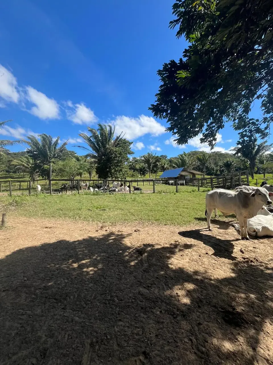 Foto 5 de En Venta | Propiedad Ganadera en Porongo