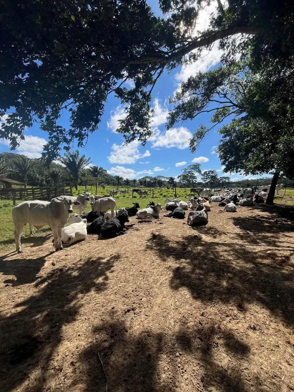 Foto 4 de En Venta | Propiedad Ganadera en Porongo