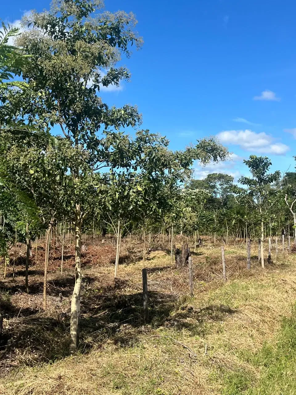 Foto 3 de En Venta | Propiedad Ganadera en Porongo