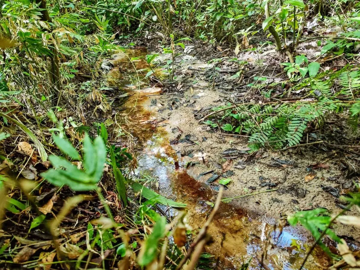 Foto 4 de Propiedad Rural en Venta Sobre Carretera Buena Vista - Zona Noroeste