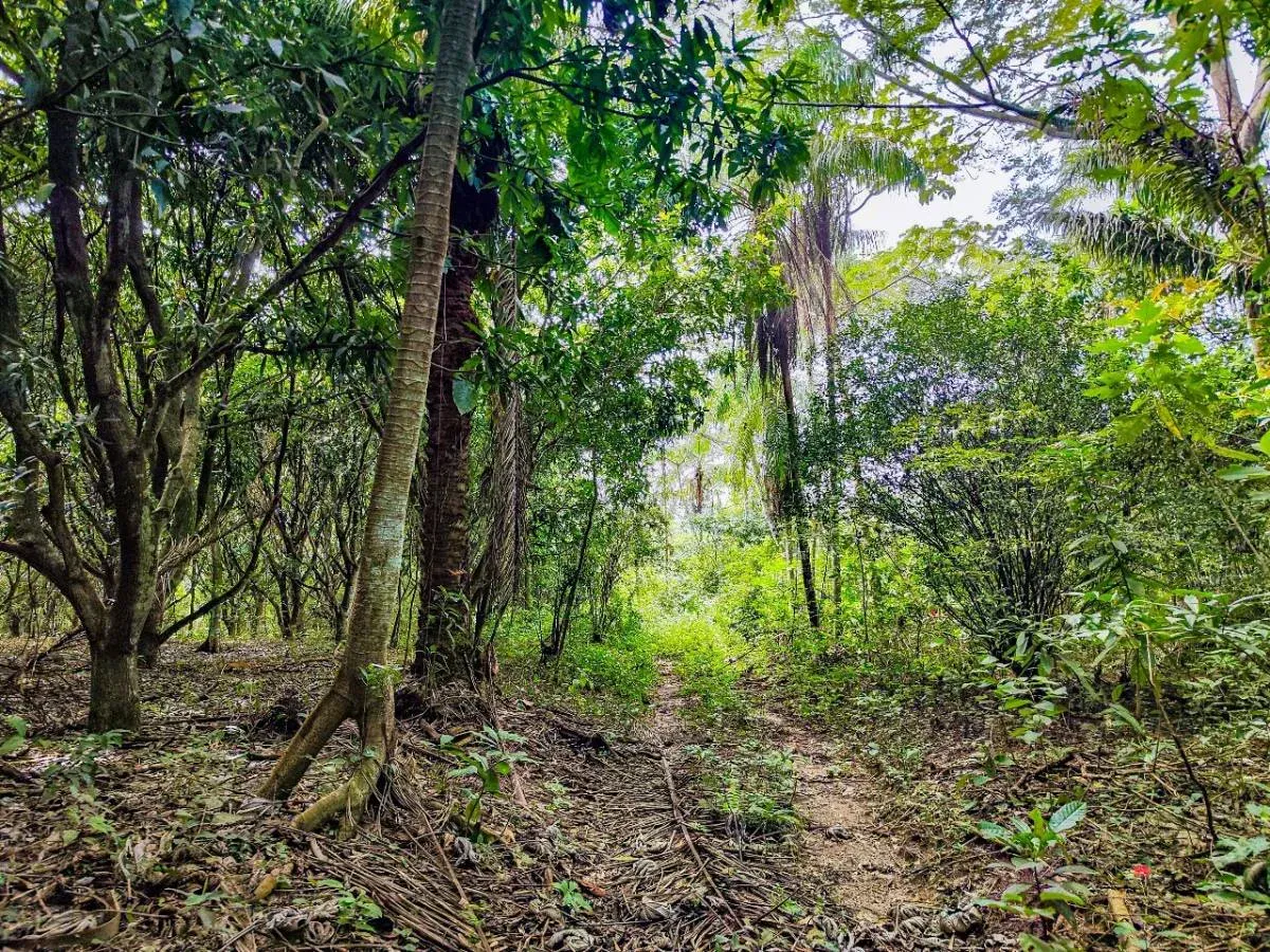 Foto 2 de Propiedad Rural en Venta Sobre Carretera Buena Vista - Zona Noroeste