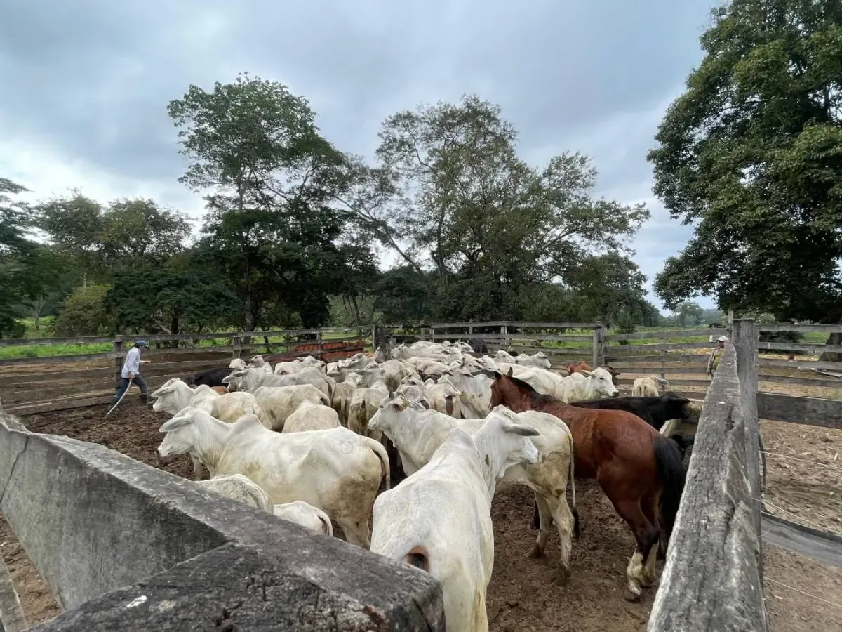 Foto 5 de Hermosa propiedad Ganadera en Venta Municipio de Cabezas
