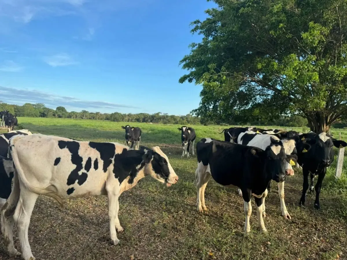 Foto 4 de Lecheria en Venta
