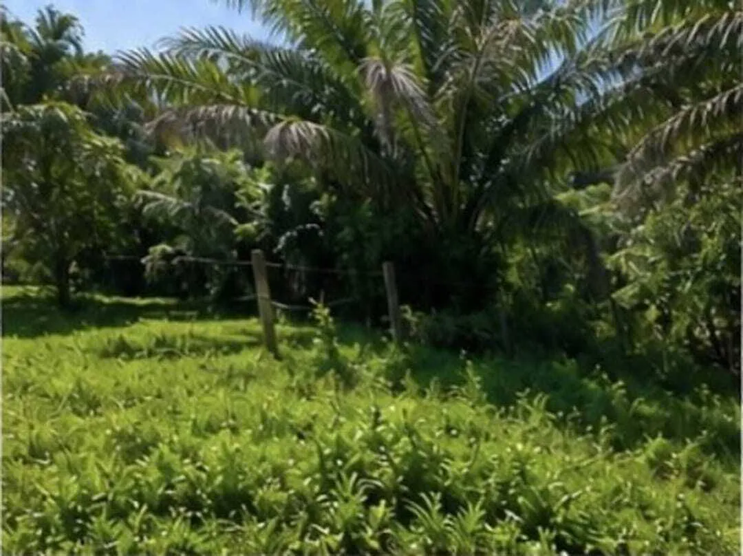 Foto 3 de Terreno en Venta Propiedad Los Mangales Zona San Ignacio del Sara
