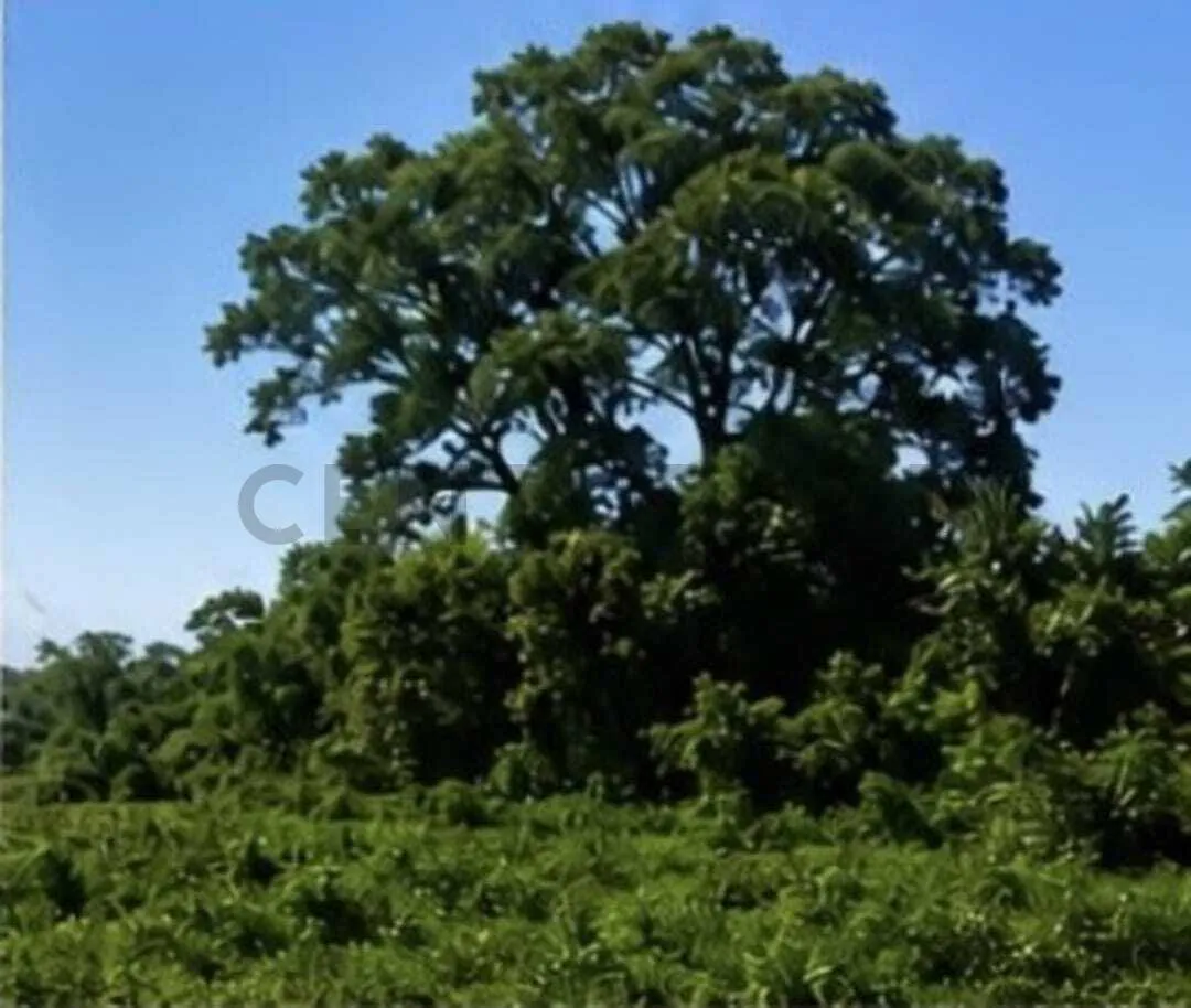 Foto 4 de Terreno en Venta Propiedad Los Mangales Zona San Ignacio del Sara
