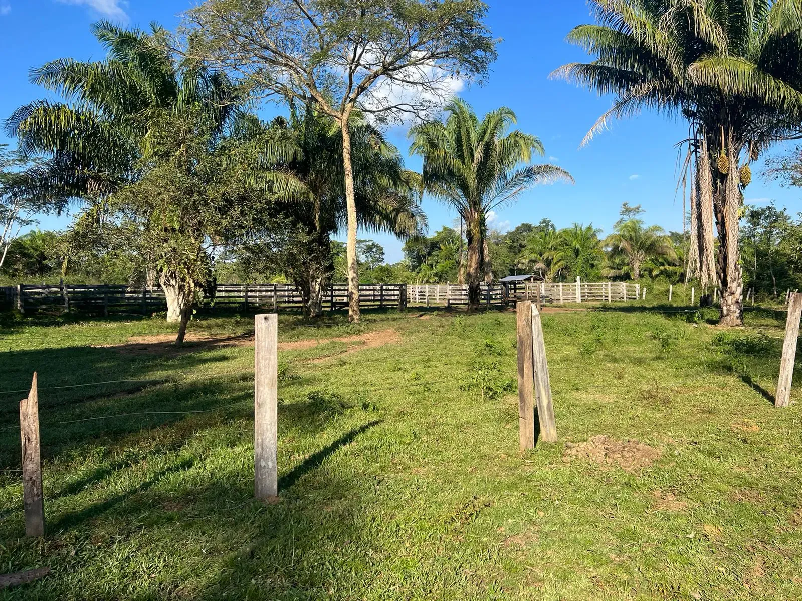 Foto 5 de En Venta 500 Hectáreas Sobre Carretera asfaltada – 40 kms Guayaramerin
