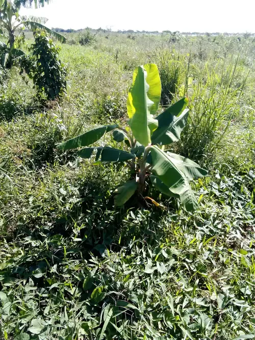 Foto 4 de Propiedad Agricola en Venta