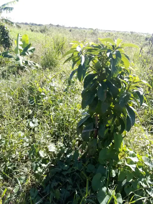 Foto 3 de Propiedad Agricola en Venta