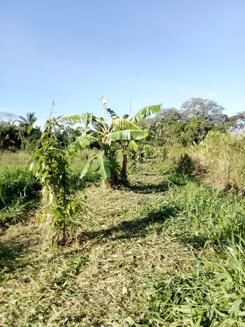 Foto 2 de Propiedad Agricola en Venta