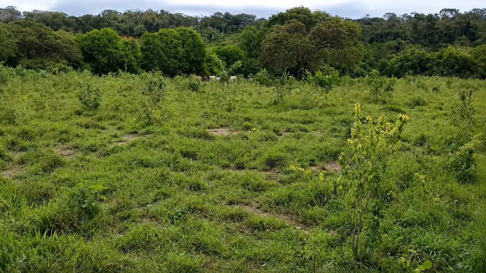 Foto 6 de Propiedad agrícola y ganadera en Cabezas con infraestructura y potencial productivo