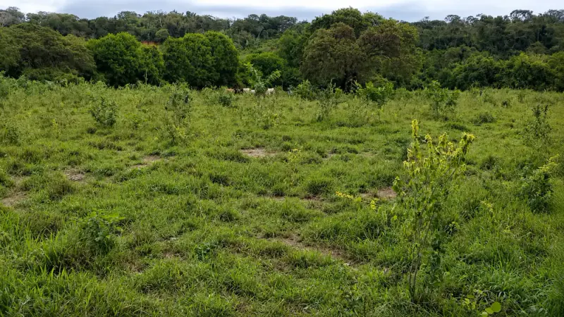 Foto 6 de Propiedad agrícola y ganadera en Cabezas con infraestructura y potencial productivo